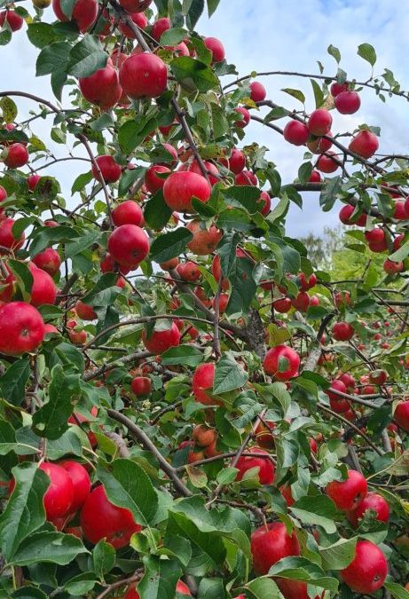 Appels, de Zweden lusten er wel pap van.