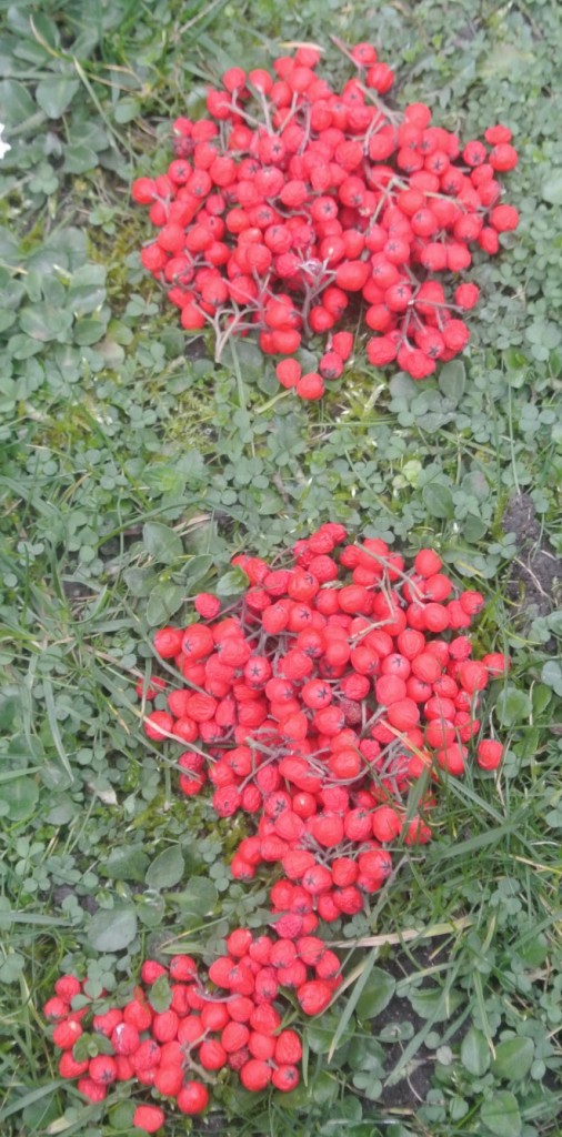Wanneer een puntkomma, wanneer een dubbele punt? Petra Steffens
