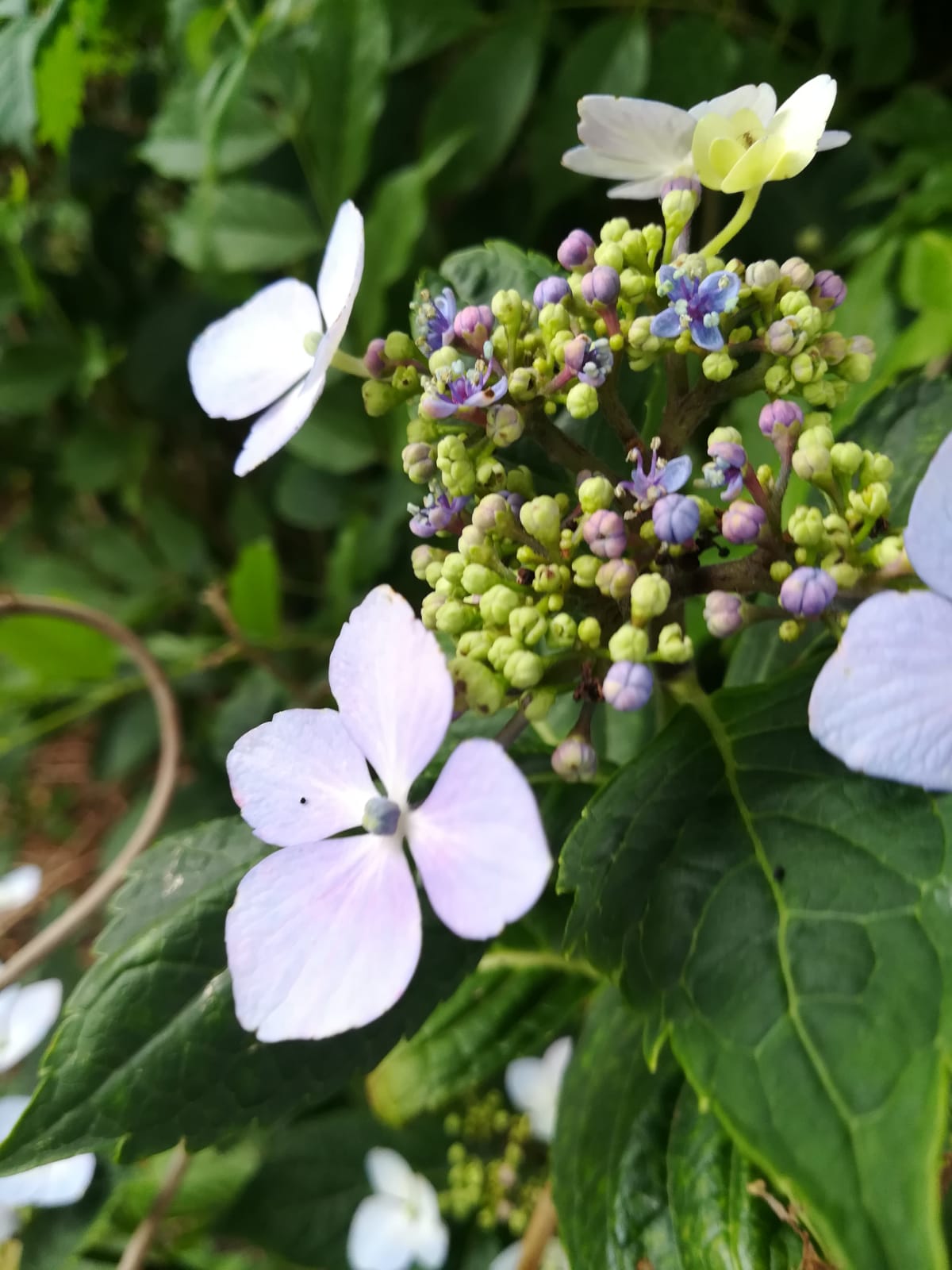 Hortensia, een feest om naar te kijken